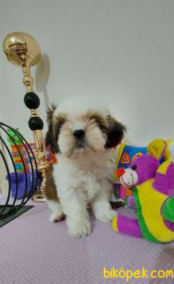 Muhteşem Shih Tzu Kardeşler 5