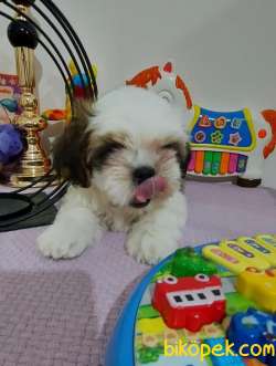 Muhteşem Shih Tzu Kardeşler 2