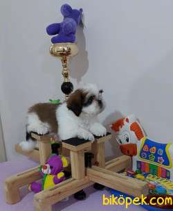 Muhteşem Shih Tzu Kardeşler 1