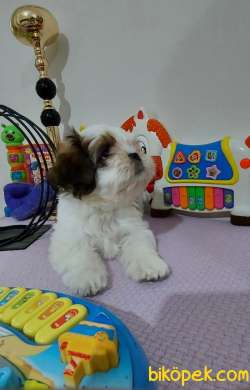 Muhteşem Shih Tzu Kardeşler 3