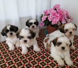 Muhteşem Shıh Tzu Yavruları 3