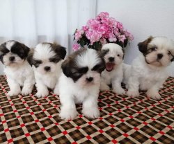 Muhteşem Shıh Tzu Yavruları 1