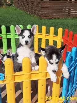Muhteşem Sibirya Husky Yavrumuz Istanbul 1