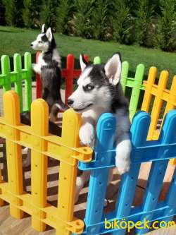 Muhteşem Sibirya Husky Yavrumuz Istanbul 5