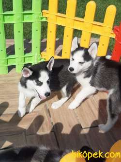 Muhteşem Sibirya Husky Yavrumuz Istanbul 4