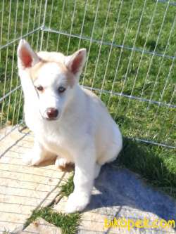 MUHTEŞEM SİBİRYA KURDU HUSKY YAVRULARI 2