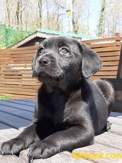 Muhteşem Siyah Labrador Retriever Yavrulari 1