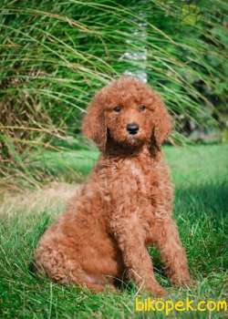 MUHTEŞEM STANDART POODLE YAVRULARIMIZ 3