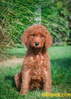 MUHTEŞEM STANDART POODLE YAVRULARIMIZ 1