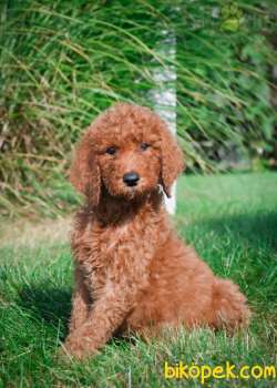 MUHTEŞEM STANDART POODLE YAVRULARIMIZ 2