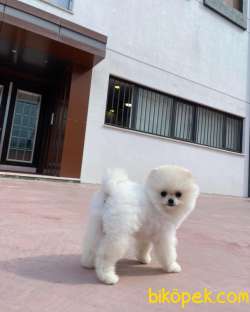 Muhteşem Surat Ve Tüy Yapısına Sahip Pomeranian Boo Yavrumuz 2