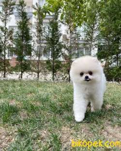 Muhteşem Surat Ve Tüy Yapısına Sahip Pomeranian Boo Yavrumuz 4