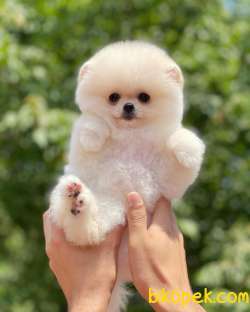 Muhteşem Surat Ve Tüy Yapısına Sahip Pomeranian Boo Yavrumuz 1