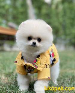 Muhteşem Surat Ve Tüy Yapısına Sahip Pomeranian Boo Yavrumuz 3