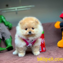 Muhteşem Surat Yapısına Sahip Pomeranian Boo Yavrumuz 1
