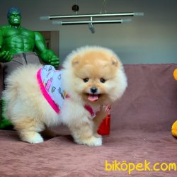 Muhteşem Surat Yapısına Sahip Pomeranian Boo Yavrumuz 3