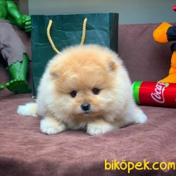 Muhteşem Surat Yapısına Sahip Pomeranian Boo Yavrumuz 5