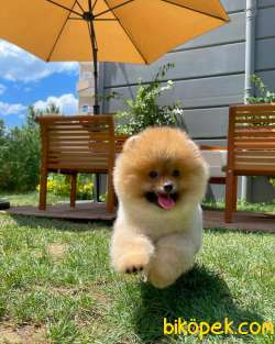 Muhteşem Suratı Yapısına Sahip Pomeranian Boo Yavrumuz 2