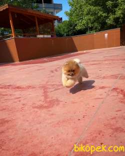 Muhteşem Suratı Yapısına Sahip Pomeranian Boo Yavrumuz 3