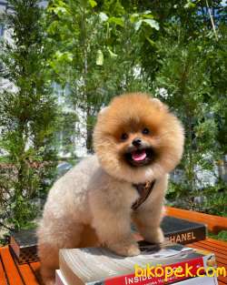 Muhteşem Suratı Yapısına Sahip Pomeranian Boo Yavrumuz 1