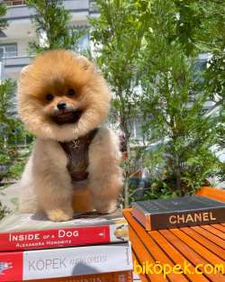 Muhteşem Suratı Yapısına Sahip Pomeranian Boo Yavrumuz 4