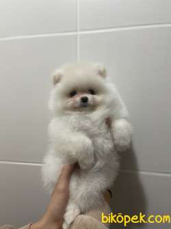 Muhtesem Teddy Face Pomeranian Boo Yavrularimiz 2