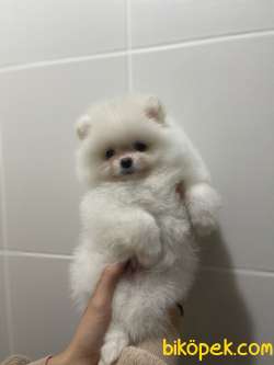 Muhtesem Teddy Face Pomeranian Boo Yavrularimiz 3