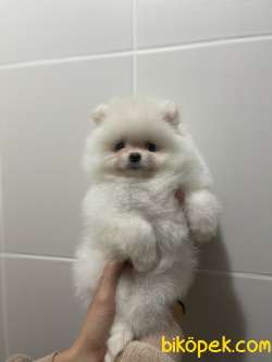 Muhtesem Teddy Face Pomeranian Boo Yavrularimiz 1