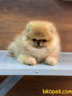 Muhteşem Teddybear 1