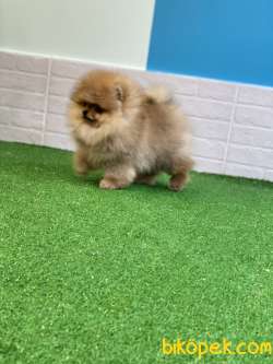 Muhteşem Teddybear 3