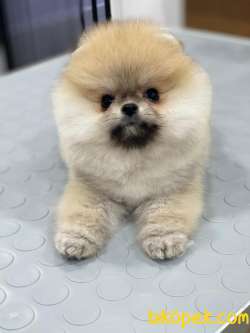 MUHTEŞEM TEDDYBEAR OĞLUM HERMES 5