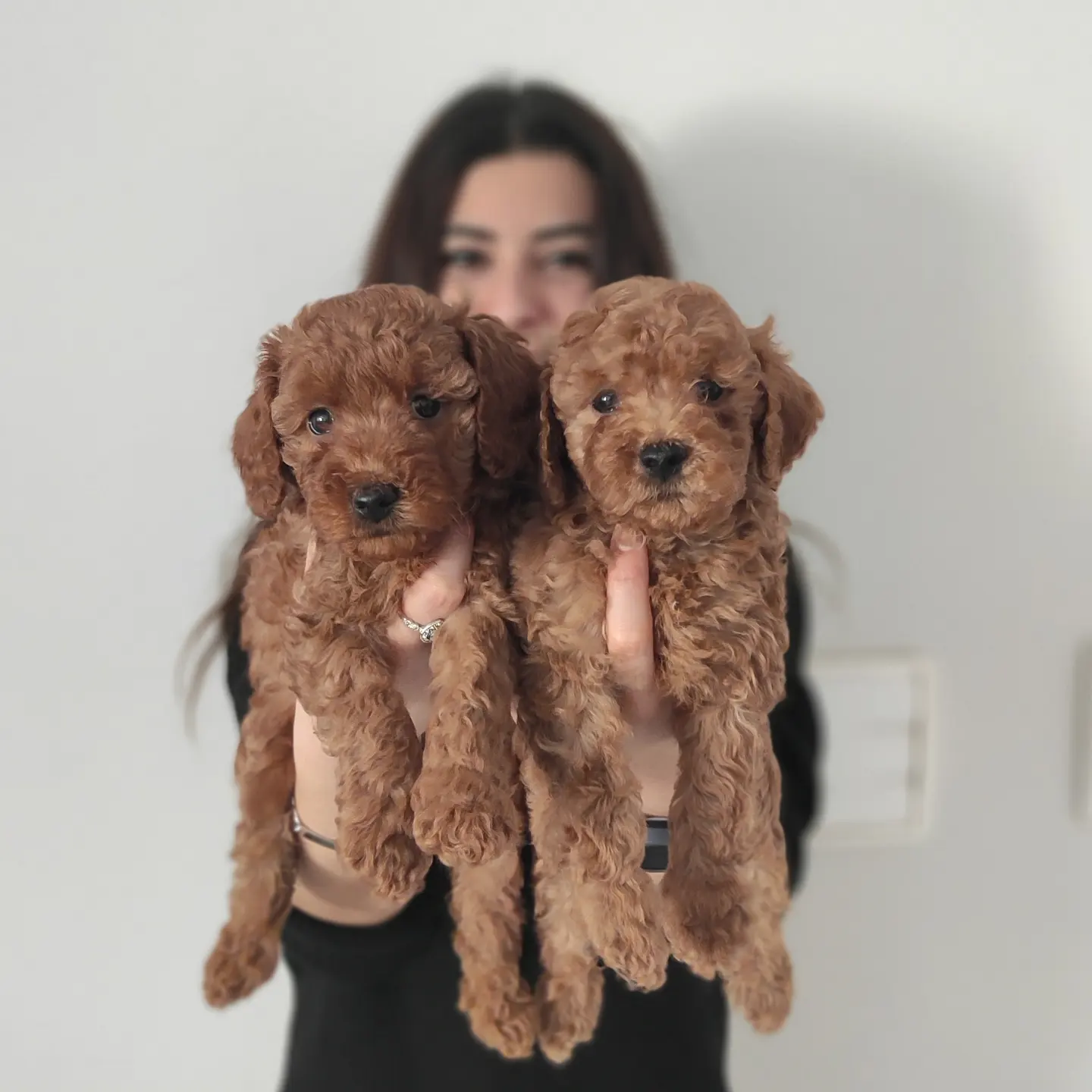 MUHTEŞEM TOY POODLE A KALİTE BEBEKLER 1