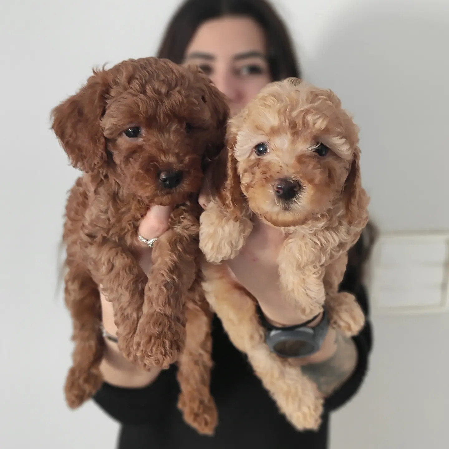 MUHTEŞEM TOY POODLE A KALİTE BEBEKLER 5