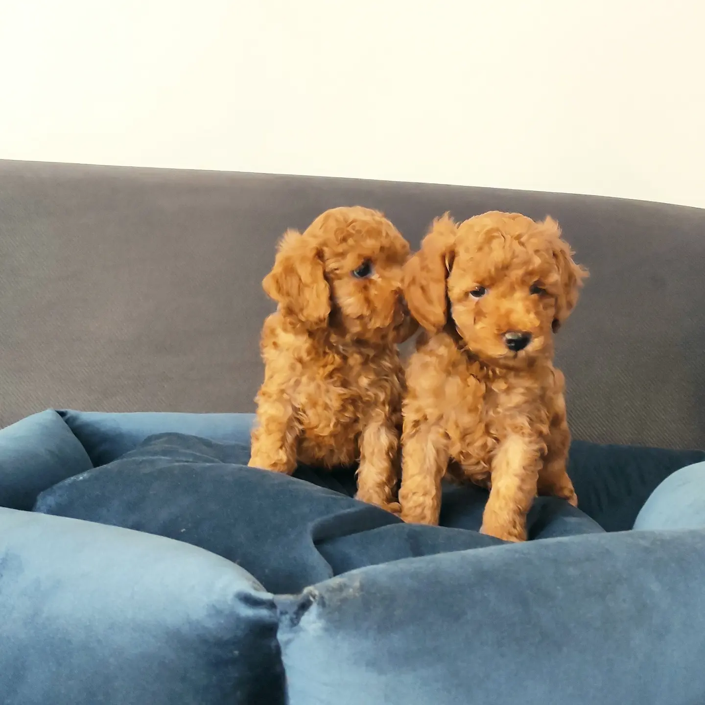 MUHTEŞEM TOY POODLE A KALİTE BEBEKLER 2
