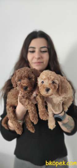 MUHTEŞEM TOY POODLE A KALİTE BEBEKLER 3