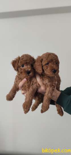 MUHTEŞEM TOY POODLE A KALİTE BEBEKLER 1