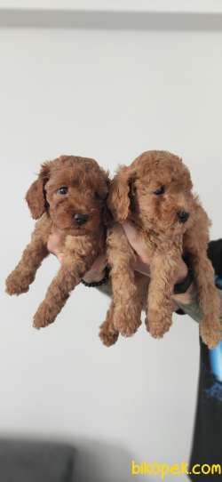 MUHTEŞEM TOY POODLE A KALİTE BEBEKLER 2