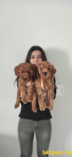 MUHTEŞEM TOY POODLE A KALİTE BEBEKLER 4