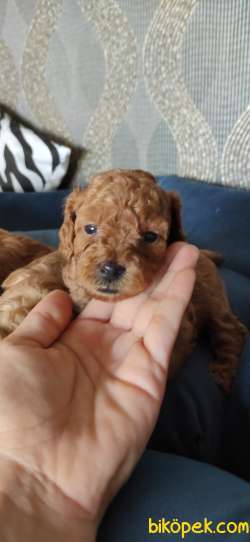 MUHTEŞEM TOY POODLE A KALİTE BEBEKLER 1