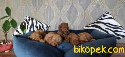 MUHTEŞEM TOY POODLE A KALİTE BEBEKLER 4