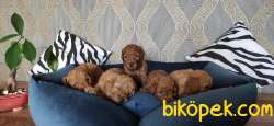 MUHTEŞEM TOY POODLE A KALİTE BEBEKLER 3