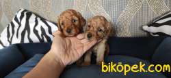 MUHTEŞEM TOY POODLE A KALİTE BEBEKLER 2