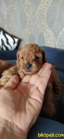 MUHTEŞEM TOY POODLE A KALİTE BEBEKLER 5