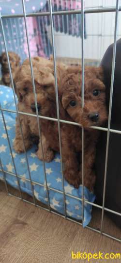 MUHTEŞEM TOY POODLE A KALİTE BEBEKLER 2