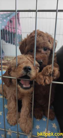 MUHTEŞEM TOY POODLE A KALİTE BEBEKLER 3