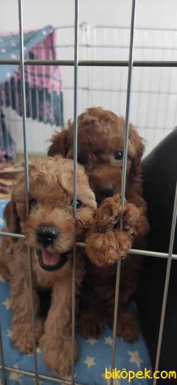 MUHTEŞEM TOY POODLE A KALİTE BEBEKLER 4