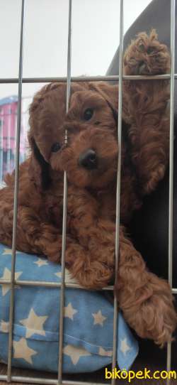 MUHTEŞEM TOY POODLE A KALİTE BEBEKLER 1