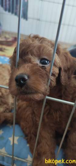 MUHTEŞEM TOY POODLE A KALİTE BEBEKLER 5