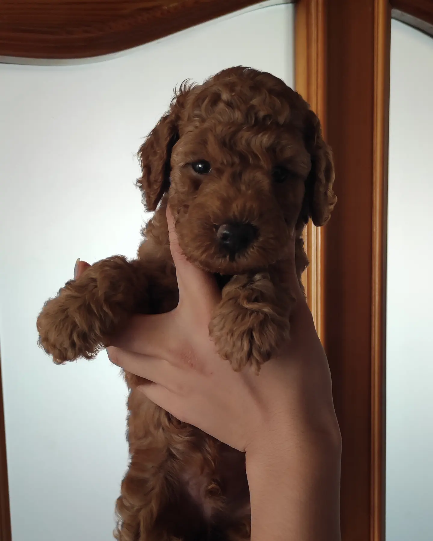 MUHTEŞEM TOY POODLE A KALİTE BEBEKLER