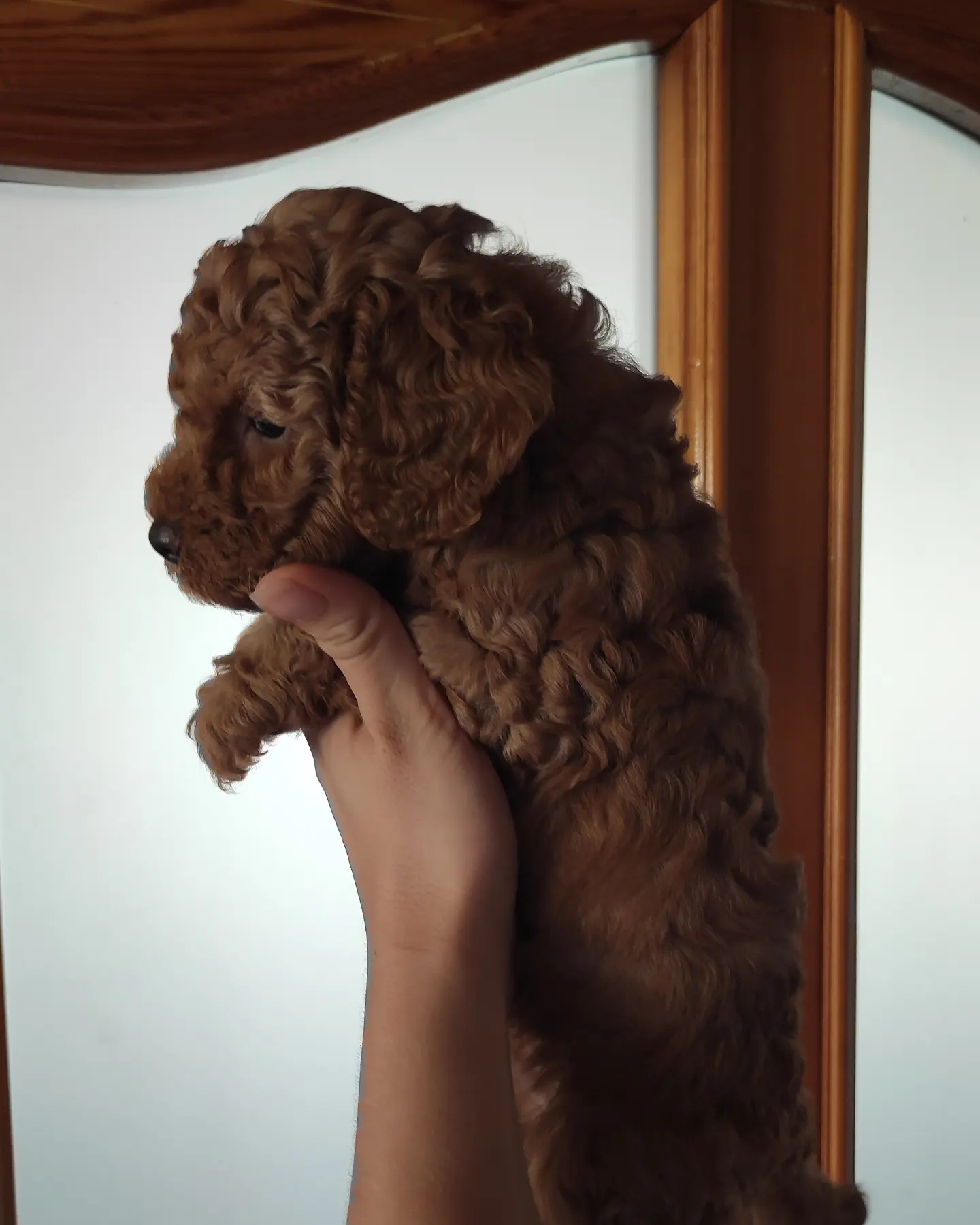 MUHTEŞEM TOY POODLE A KALİTE BEBEKLER 5
